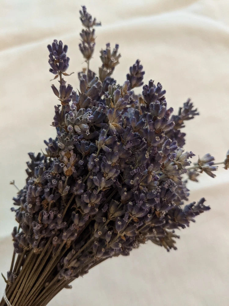 Dried French lavender flower bunch, dark purple spikes with woody stems