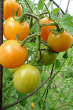 Ambrosia Flame cherry tomato -newest addition to the Ambrosia family Garden Plants