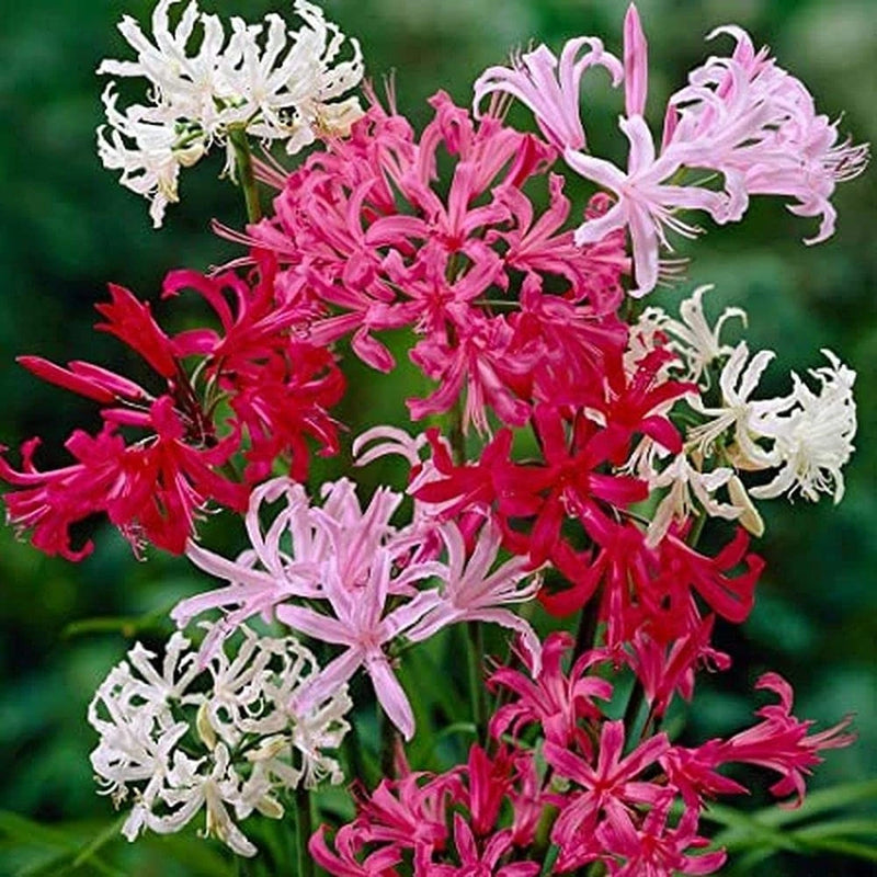 Mixed lily flower bulbs with pink, red, and white star-shaped blooms