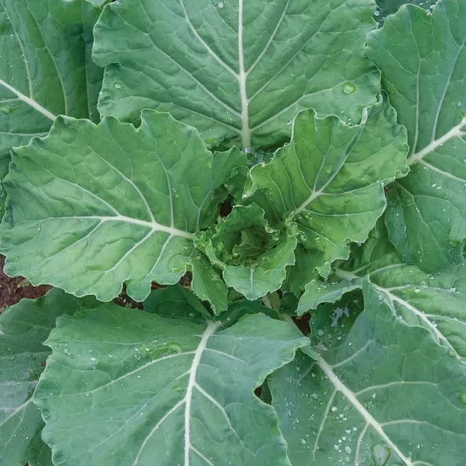 Georgia Collards 250 Seeds Heirloom Vegetable Garden Seeds Free Shipping Garden Plants