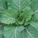 Georgia Collards 250 Seeds Heirloom Vegetable Garden Seeds Free Shipping Garden Plants