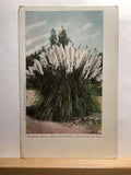 Pampas Grass, East Side Park: Los Angeles, CA - Vintage Postcard Pampas Grass
