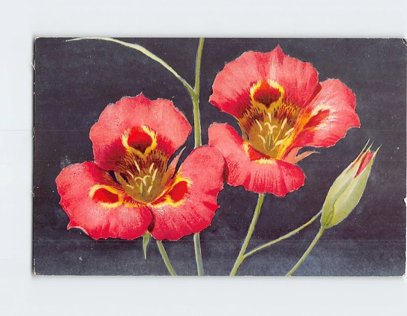 Mariposa lily flower art print postcard with three red-pink blooms and yellow centers