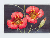 Postcard Mariposa Lily Flower Art Print Lily