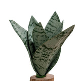 PVC Artificial Snake Plant 19cm Height Low Maintenance Greenery for Living Room Green Plant