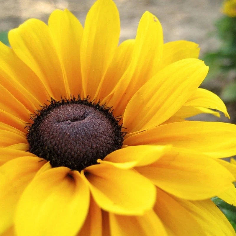 NEW!  30+ RUDBECKIA "BECKY" BLACK EYED SUSAN FLOWER SEEDS Flowering Plants