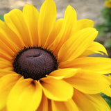 NEW!  30+ RUDBECKIA "BECKY" BLACK EYED SUSAN FLOWER SEEDS Flowering Plants