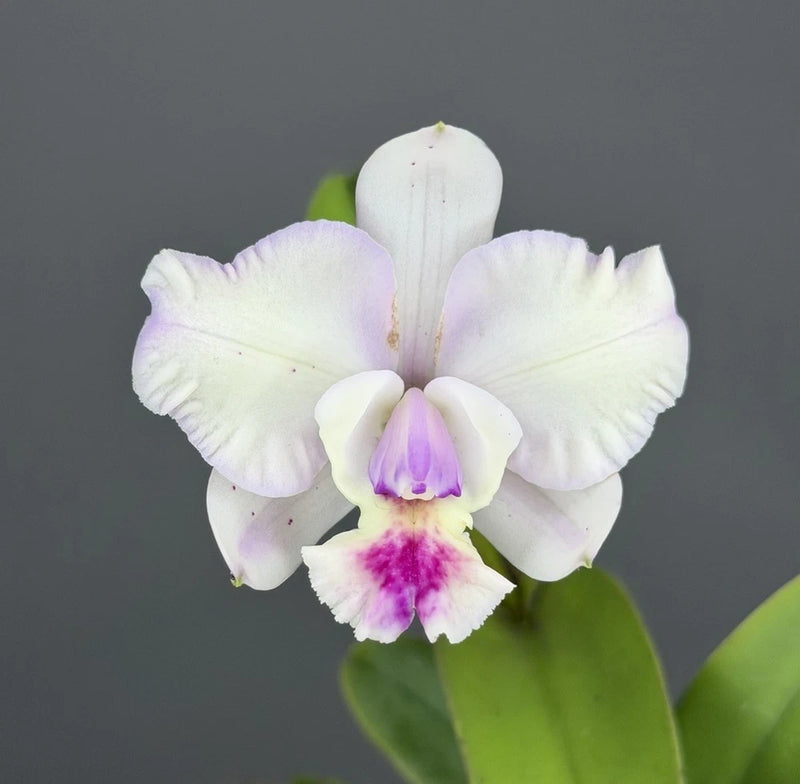 White orchid bloom with purple edges and magenta center, on green leaves
