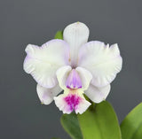 Flared  - (C. Little Dipper x Slc: Katherine Clarkson) - 11581 Orchids