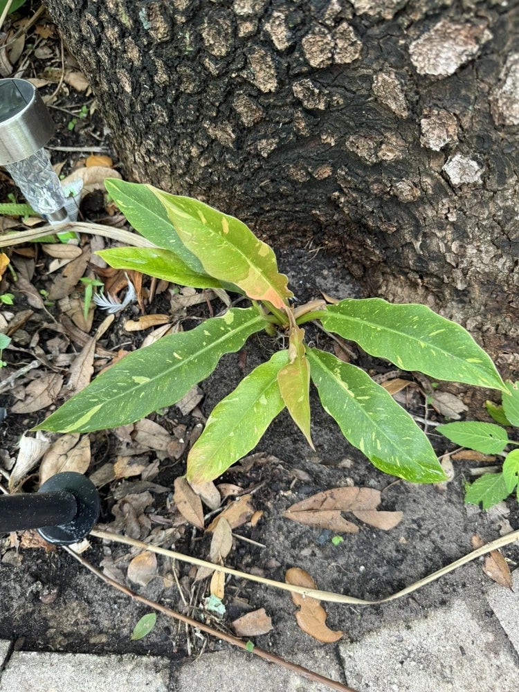 Variegated Ring of Fire philodendron with green and yellow-striped leaves