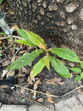 Variegated Ring of Fire philodendron with green and yellow-striped leaves