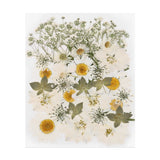 36 Pcs Dried Pressed Flower Leaves Bulk for Resin, Beige Dried Flower