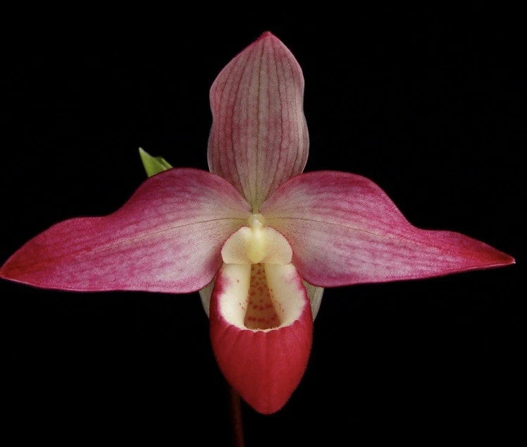 Pink and magenta slipper orchid flower with three petals and central pouch