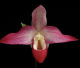 Phragmipedium Kelly Nash Orchids