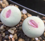 5pcs 1.2cm Succulent Plant Conophytum Pageae Aizoaceae Home Garden Beautiful Garden Plants
