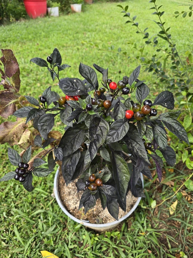 Black Pearl Hot Pepper 10 Organic Seeds *FREE SHIPPING* Garden Plants