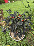 Black Pearl Hot Pepper 10 Organic Seeds *FREE SHIPPING* Garden Plants