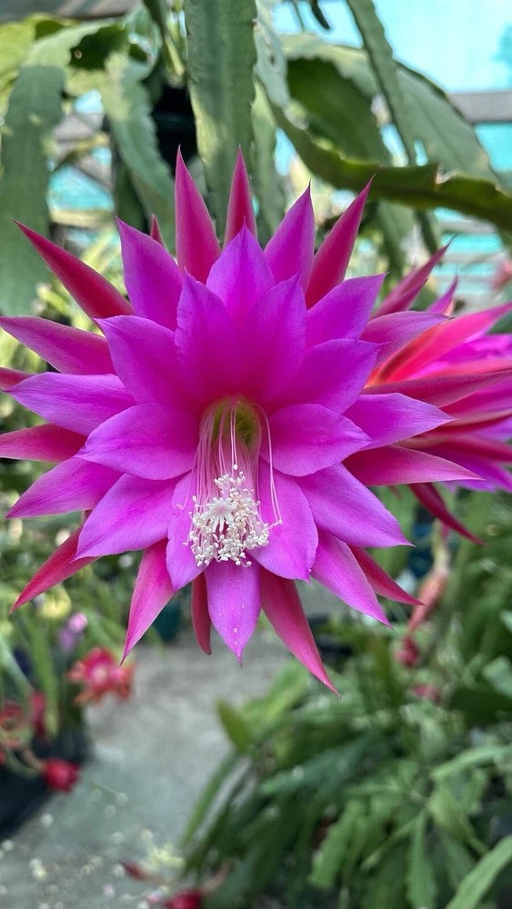 Vivid purple epiphyllum orchid flower with long magenta petals and white stamens