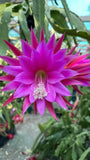 Beijing epiphyllum cutting Orchids