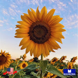 60 Sunflower Seeds -Sunspot Non-GMO Sunflower
