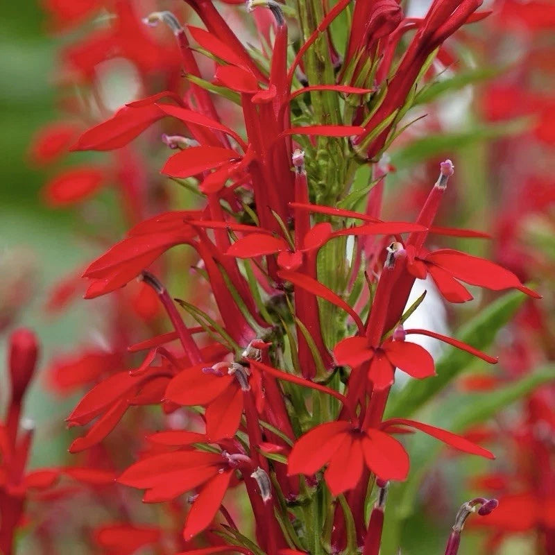 300+ CARDINAL FLOWER SEEDS (Lobelia cardinalis) Hummingbird Plant Perennial USA Garden Plants