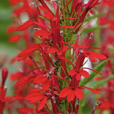 300+ CARDINAL FLOWER SEEDS (Lobelia cardinalis) Hummingbird Plant Perennial USA Garden Plants