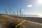 Photo 12x8 Pampas Grass near Galley Hill Pebsham Looking towards St Leonar c2015 Pampas Grass