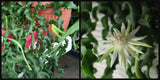 (1) Unroot Epiphyllum CUTTING Guatemalense Monstrose CURLY LOCKS Orchid Cactus Orchids