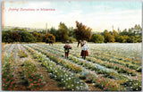 Picking Carnations In Wintertime Flower Garden Colorful Petals Postcard Carnation