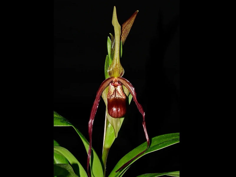 Red and amber orchid bloom with long green leaves