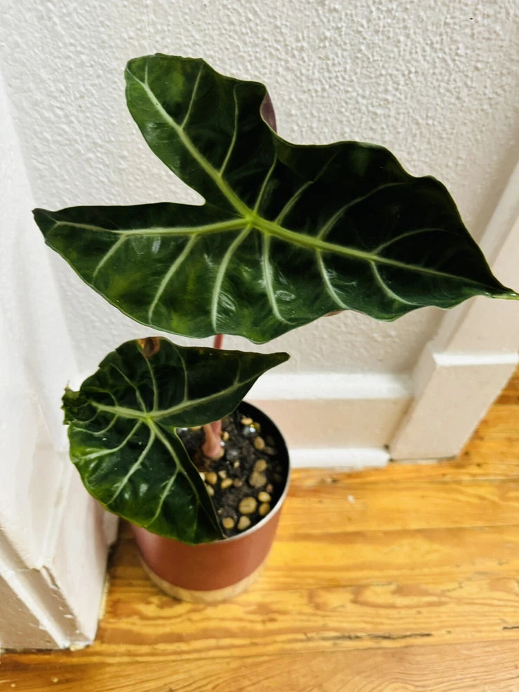 Alocasia plant with dark green arrow-shaped leaves in terracotta pot
