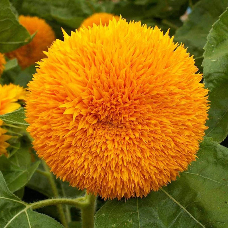1/4 Lb Dwarf Sungold Sunflower Wildflower Seeds - Everwilde Farms Mylar Packet Garden Plants