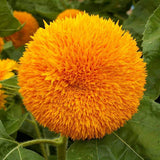 1/4 Lb Dwarf Sungold Sunflower Wildflower Seeds - Everwilde Farms Mylar Packet Garden Plants