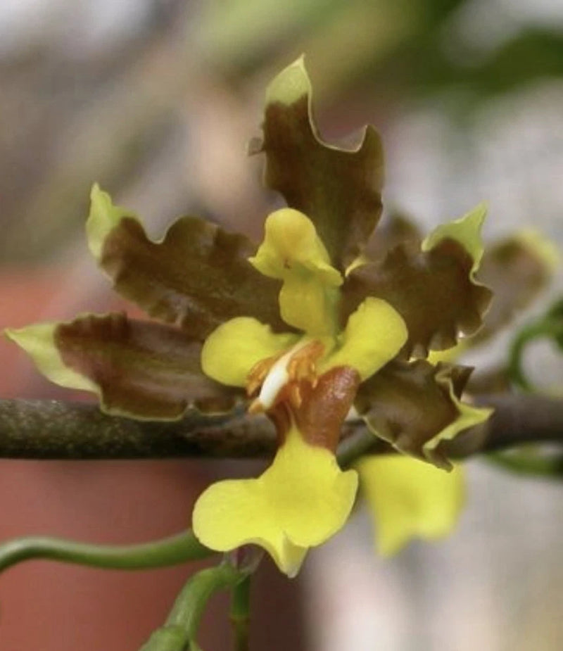 Oncidium estradae Orchids