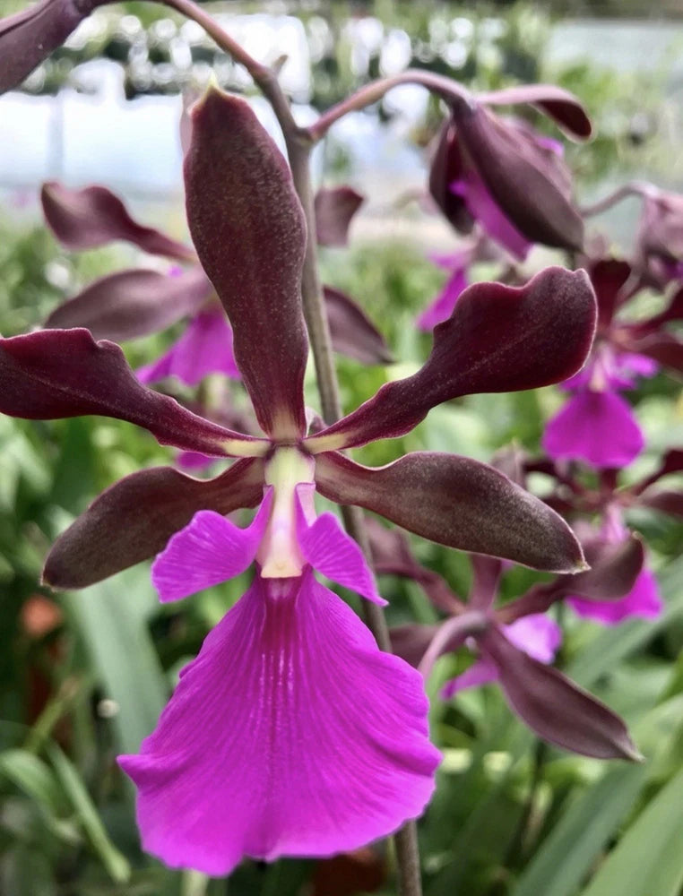 Orchid - Epi. Rioclarences (Epi. Cordigera x Epi. Randii) - Live Plant Orchids