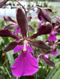Orchid - Epi. Rioclarences (Epi. Cordigera x Epi. Randii) - Live Plant Orchids