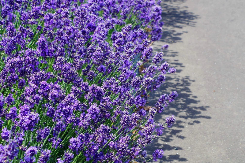 20 DWARF MUNSTEAD LAVENDER English Lavandula Angustifolia Flower Herb Seeds Flowering Plants