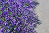 20 DWARF MUNSTEAD LAVENDER English Lavandula Angustifolia Flower Herb Seeds Flowering Plants