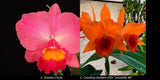 Cattleya Dream Circle x  Carolina Golden d'Or 'Lennette #5' orchid seedling Orchids