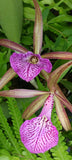 Orchid Cattleya Brassavola leopoldii x nodosa Tigrinodosa 4" pots Mad Happenings Orchids