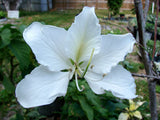 Bauhinia acuminata WHITE ORCHID TREE exotic flower bonsai plant  seed 15 seeds Orchids