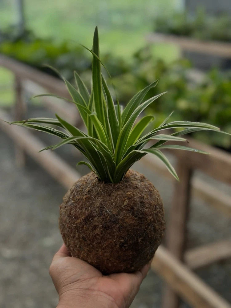 Handheld kokedama spider plant with spiky green leaves in a round moss ball