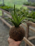 spider plant In Kokedama Orchids