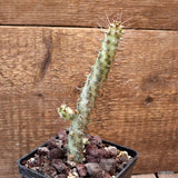 D4651 EUPHORBIA SP. CAPE GUARDAFUI pot10-H17-W4 cm MaMa Cactus Green Plant