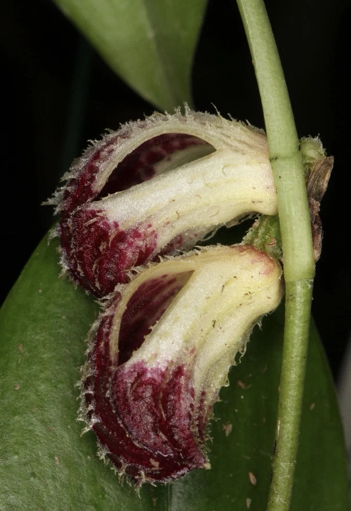 Zootrophion lappaceum Orchids