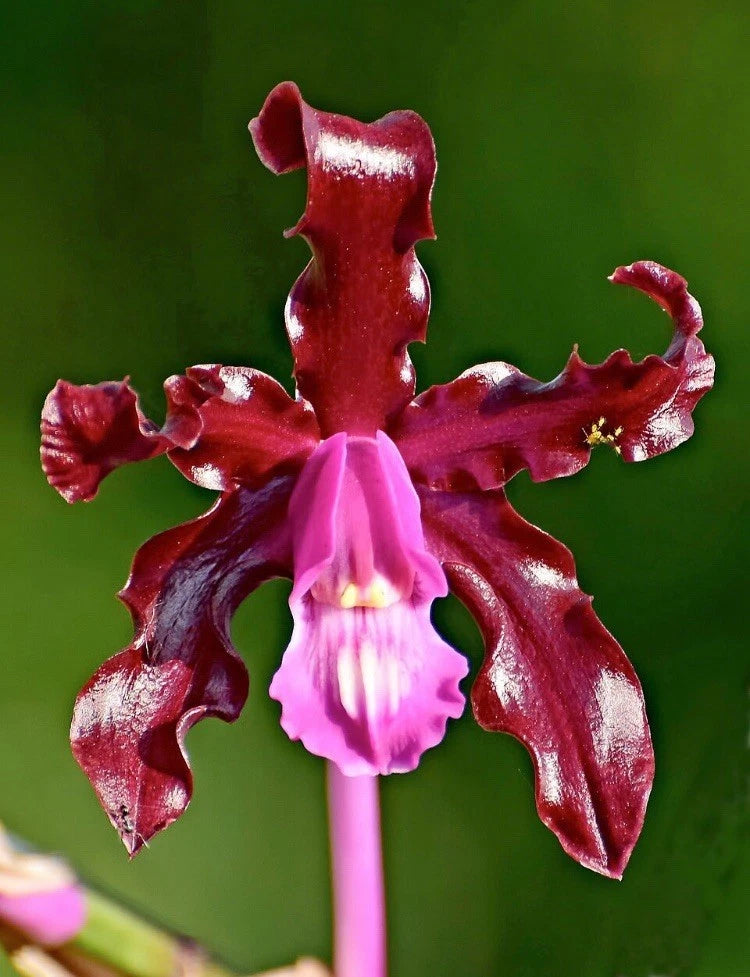Rose pink and dark red orchid flower with ruffled petals and light pink lip