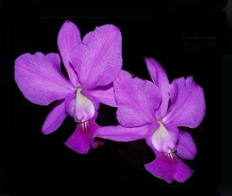 Purple orchid blooms with lighter centers and three open petals