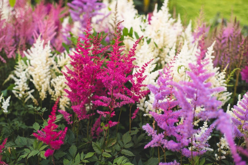 50 MIXED COLORS ASTILBE BUNTER Simplicifolia Shade Flower Seeds *Flat S/H Flowering Plants