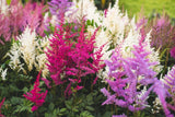 50 MIXED COLORS ASTILBE BUNTER Simplicifolia Shade Flower Seeds *Flat S/H Flowering Plants