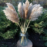Natural 20 pc Pampas Grass Decor, 19 inches, Boho & Farmhouse Accent Pieces Pampas Grass